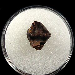 Edmontia rugosidens tooth | Buried Treasure Fossils