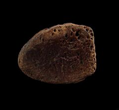Zuul scute for sale | Buried Treasure Fossils