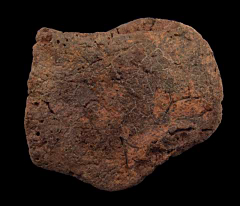 Real Ankylosaurus scute for sale | Buried Treasure Fossils