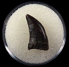 Torvosaurus  tooth for sale |Buried Treasure Fossils