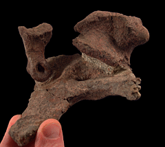Allosaurus & Camarasaurus toe bones