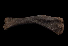 Camptosaurus humerus| Buried Treasure Fossils