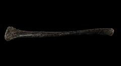 Othnielosaurus fibula