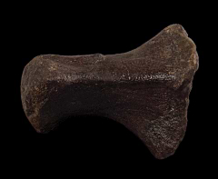 Camarasaurus metatarsal | Buried Treasure Fossils
