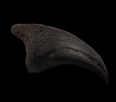 Allosaurus pes claw |Buried Treasure Fossils