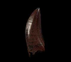 Nano Premax tooth for sale | Buried Treasure Fossils