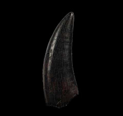 Big Nanotyrannus tooth | Buried Treasure Fossils