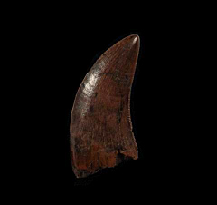Nanotyrannus lancensis tooth | Buried Treasure Fossils