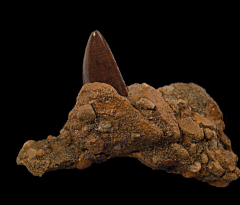 Big Nano rex tooth for sale | Buried Treasure Fossils