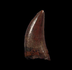 Extra Large Nanotyrannus tooth for sale | Buried Treasure Fossils 