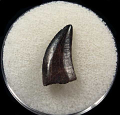 Rare Nanotyrannus  teeth for sale | Buried Treasure Fossils