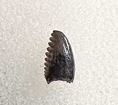 Rare Pectinodon tooth for sale | Buried Treasure Fossils