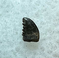 Hell Creek Pectinodon tooth for sale | Buried Treasure Fossils