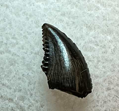 Horseshoe Canyon Troodon tooth | Buried Treasure Fossils 