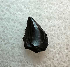Horseshoe Canyon Troodon tooth for sale| Buried Treasure Fossils
