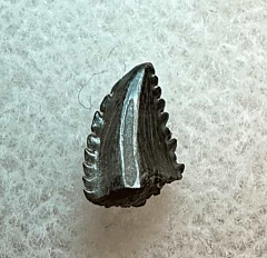 Real Albertavenator tooth | Buried Treasure Fossils