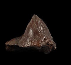 Pachycephalosaurus node for sale | Buried Treasure Fossils