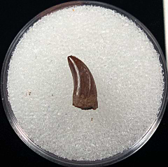 Perfect XL Dromaeosaur tooth for sale | Buried Treasure Fossils