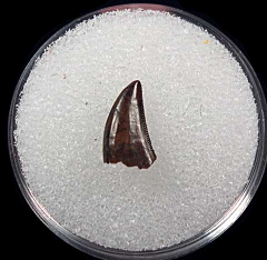 Perfect XL Dromaeosaur tooth for sale | Buried Treasure Fossils