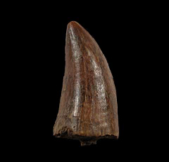 Rare T-Rex tooth for sale (T. rex) | Buried Treasure Fossils