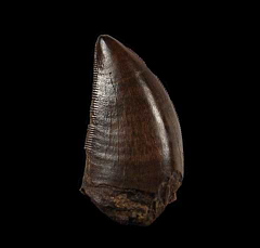 Rare T-Rex tooth for sale (T. rex) | Buried Treasure Fossils