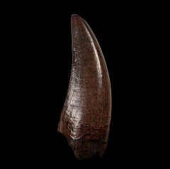 Big T rex tooth for sale | Buried Treasure Fossils 