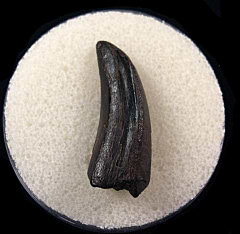 T. rex tooth for sale | Buried Treasure Fossils