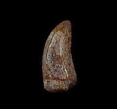 Tyrannosaurus rex tooth for sale | Buried Treasure Fossils