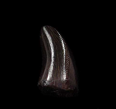 Baby T. rex tooth