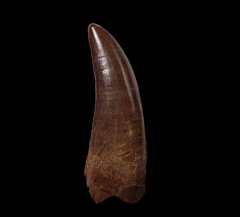 Large Judith River Tyrannosaurus tooth for sale | Buried Treasure Fossils