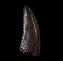 Daspletosaurus tooth for sale | Buried Treasure Fossils