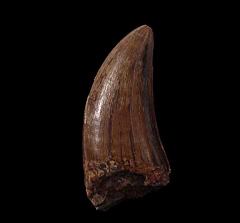 Colorful Gorgosaurus tooth for sale | Buried Treasure Fossils