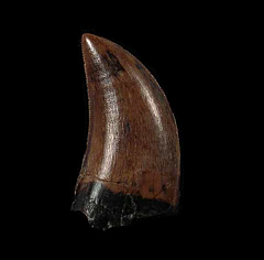 Juvenile Gorgosaurus tooth for sale | Buried Treasure Fossils