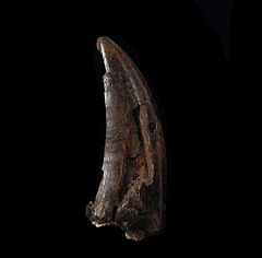 Top quality Albertosaurus tooth for sale | Buried Treasure Fossils