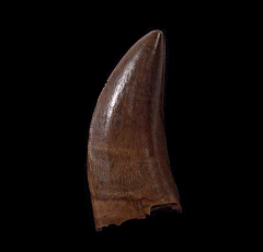 Large Daspletosaurus tooth for sale | Buried Treasure Fossils