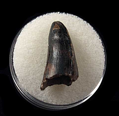 Colorful Daspletosaurus tooth for sale | Buried Treasure Fossils