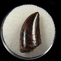 Juvenile Gorgosaurus tooth for sale | Buried Treasure Fossils