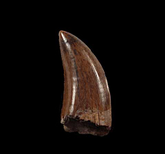 Canadian Albertosaurus tooth | Buried Treasure Fossils