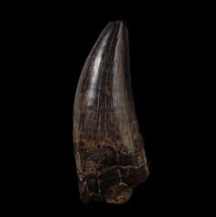 Daspletosaurus tooth – Two Medicine Formation | Buried Treasure Fossils