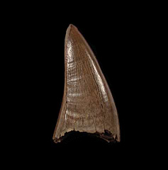 Albertosaurus tooth from Alberta | Buried Treasure Fossils 