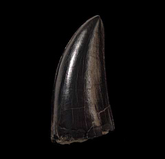 Daspletosaurus juvenile tooth | Buried Treasure Fossils