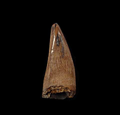 Horseshoe Canyon Albertosaurus tooth | Buried Treasure Fossils