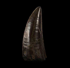 Timurlengia tooth  | Buried Treasure Fossils