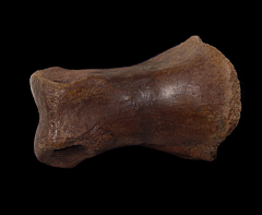 Tyrannosaur toe bone | Buried Treasure Fossils