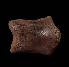 Albertosaurus toe bone | Buried Treasure Fossils