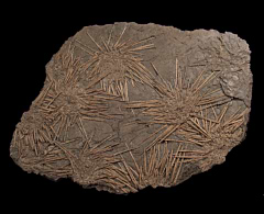 Archeocidaris fossil sea urchins | Buried Treasure Fossils
