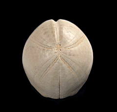 Micraster schroderi sea urchin | Buried Treasure Fossils