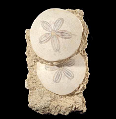 Scutella paulensis sand dollars | Buried Treasure Fossils