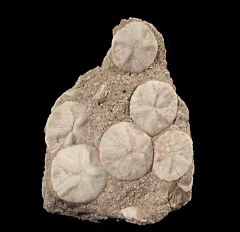 Asrtodapsis sand dollars – California for sale | Buried Treasure Fossils