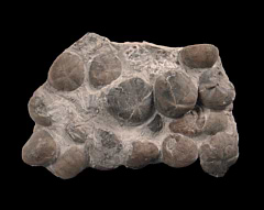 Fossil sea urchin display | Buried Treasure Fossils